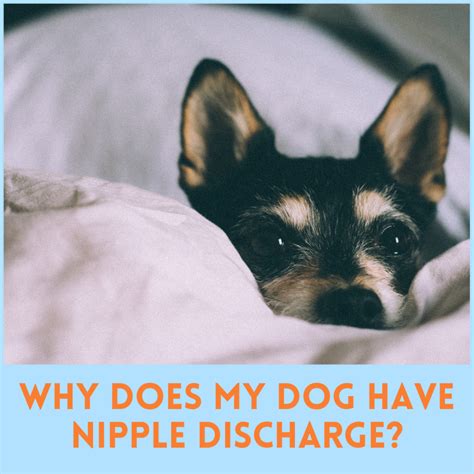 milky discharge from dog|5 Potential Causes of Nipple Discharge in Dogs